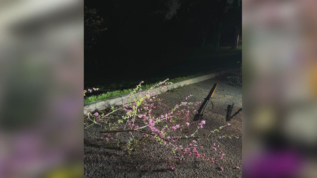 Cherry Blossom thief arrested